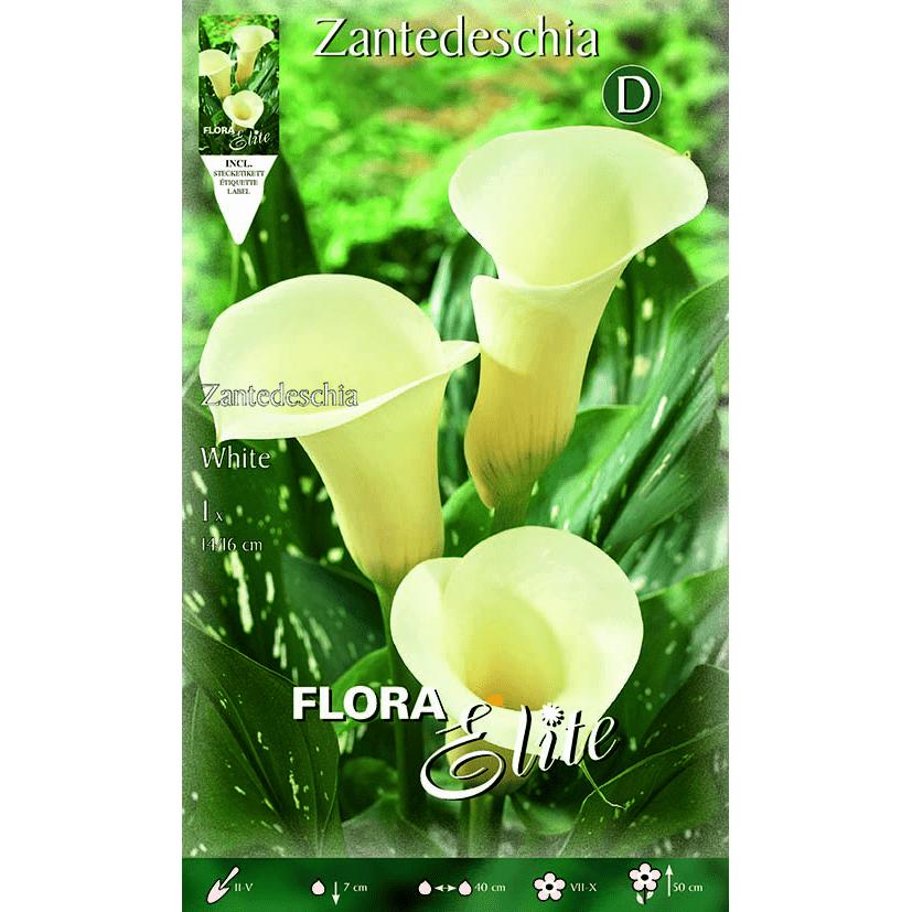 White Calla Lily Bulb 1 pc