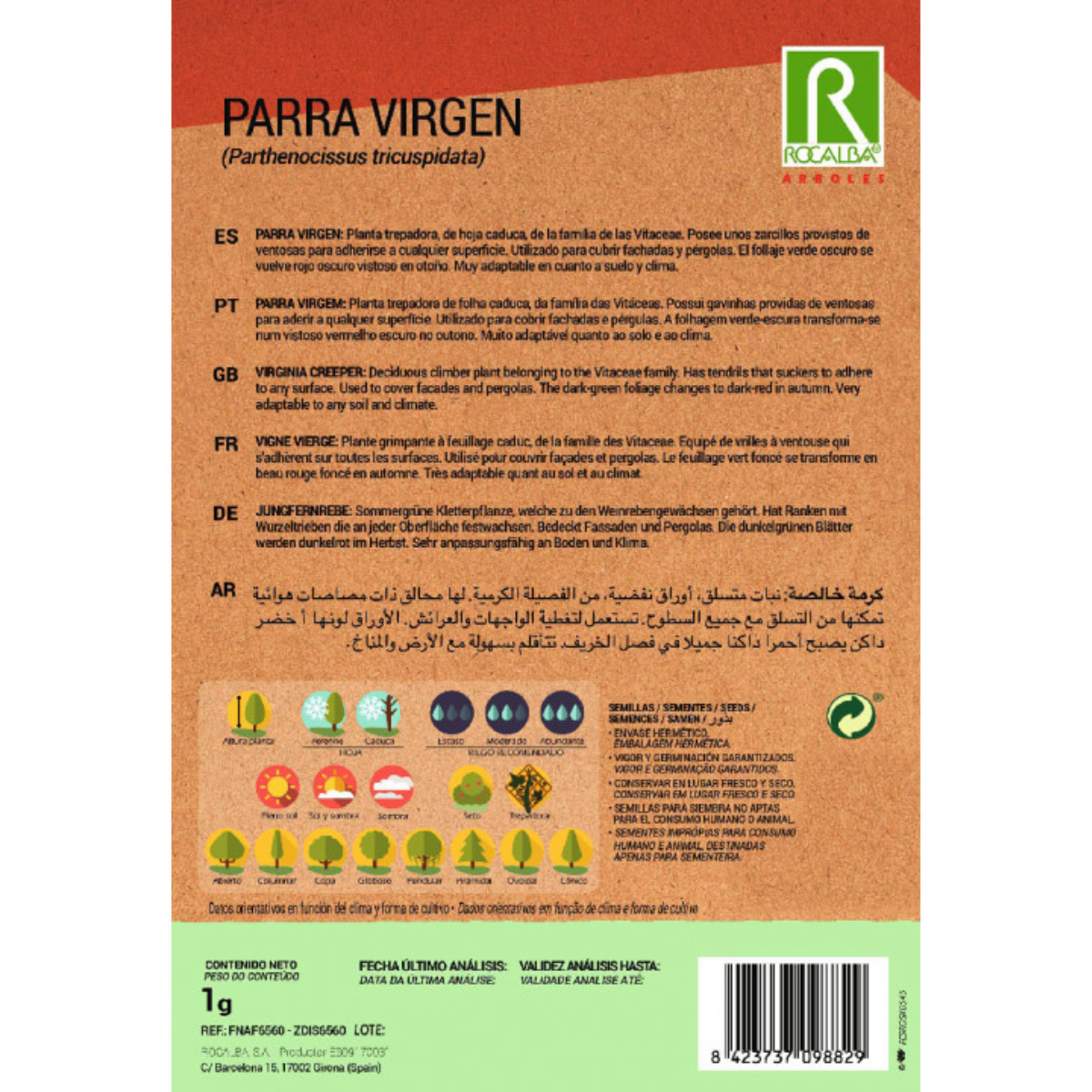 Graines de vigne vierge Parthenocissus tricuspidat