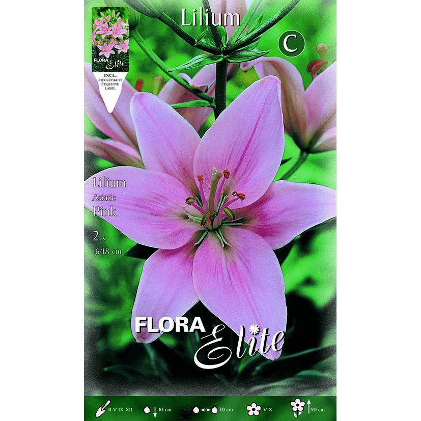 Cebulka Lilium asiatic różowa 2 szt.