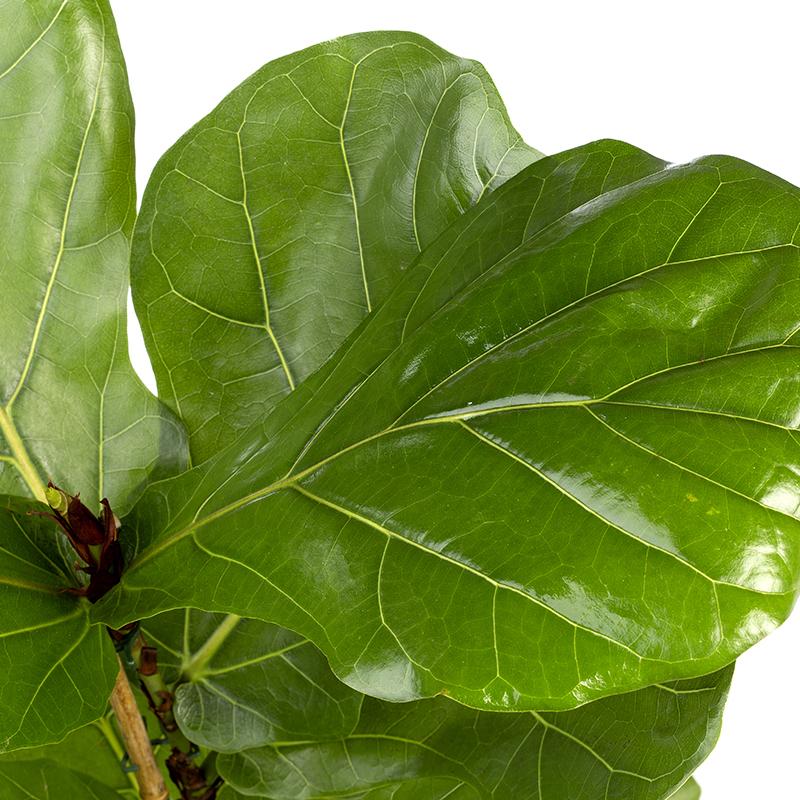 Ficus Lyrata 100-120