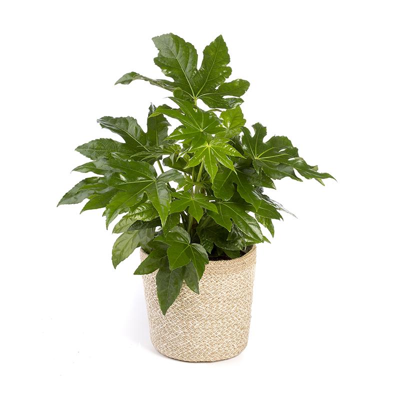 Fatsia japonica lub Aralia - Wysokość 30-50 cm