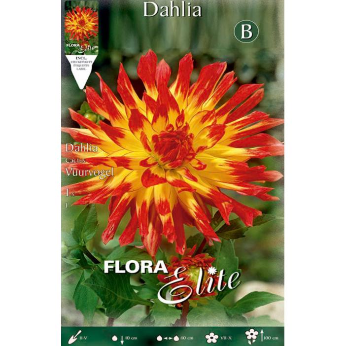 Cebulka dalia kaktusowa żółta z czerwonym czubkiem 1 szt.