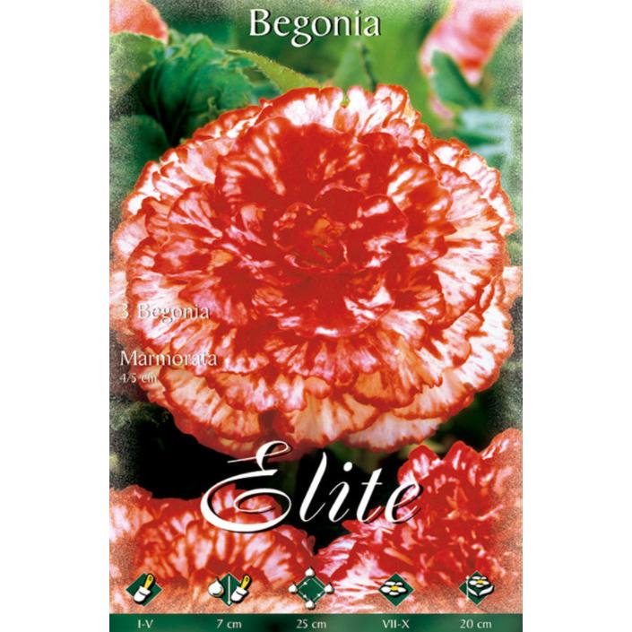 Hybrid-Begonienknolle Marmorata 3 Stück