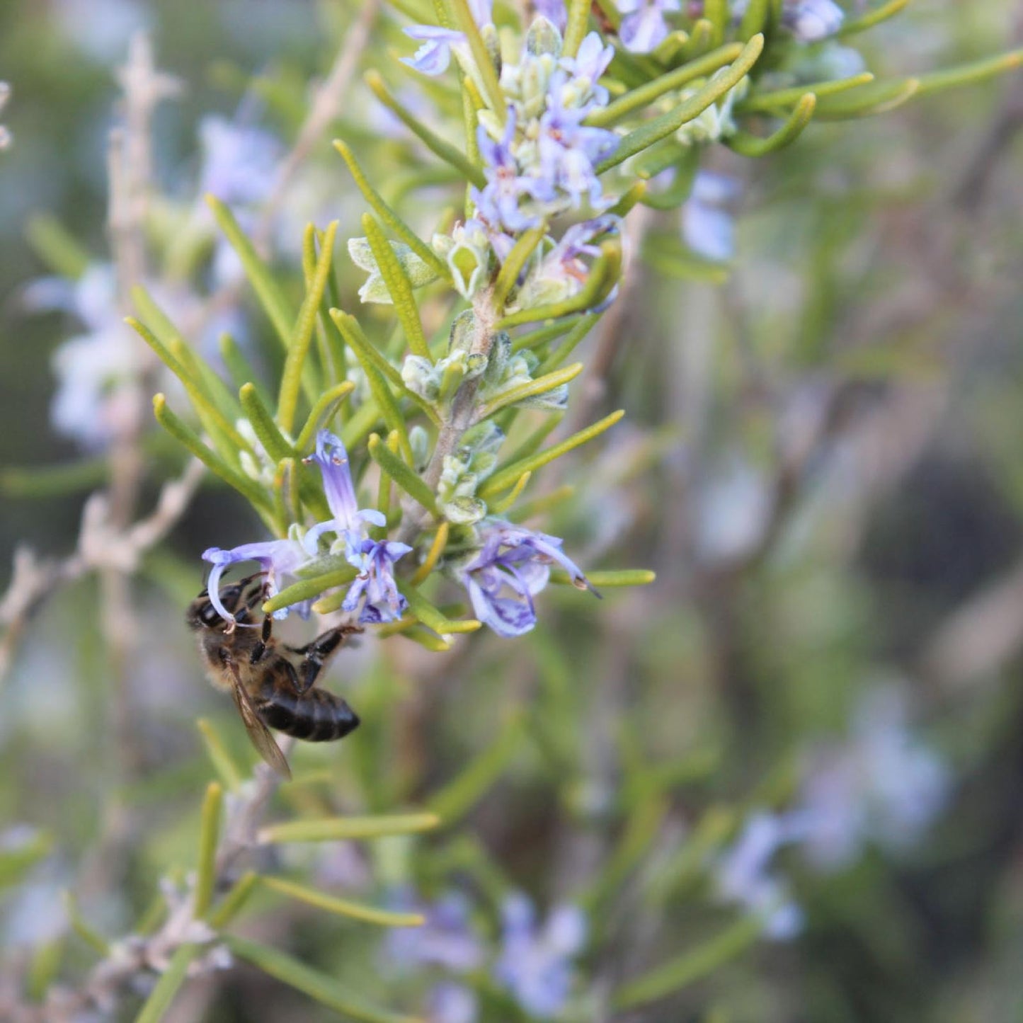 Ekologiczny miód rozmarynowy Bona Mel 450 g