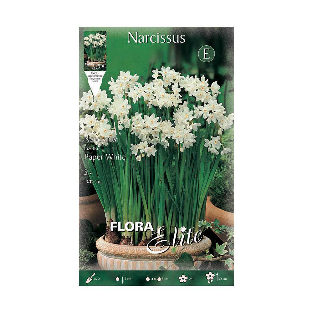 Cebulki narcyza Tazeta paperwhite 5 szt.
