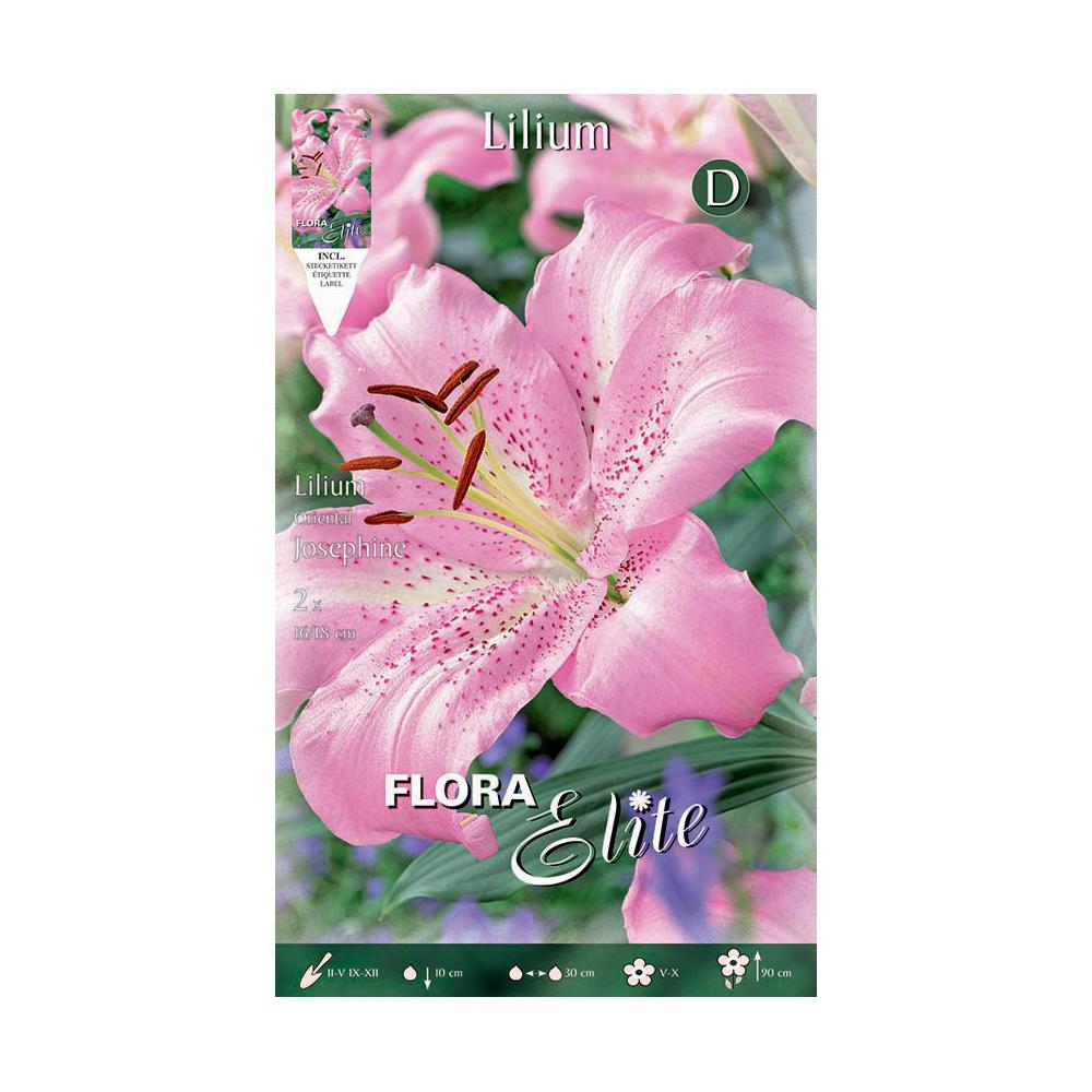 Orientalische Lilienknollen rosa 2 Stück