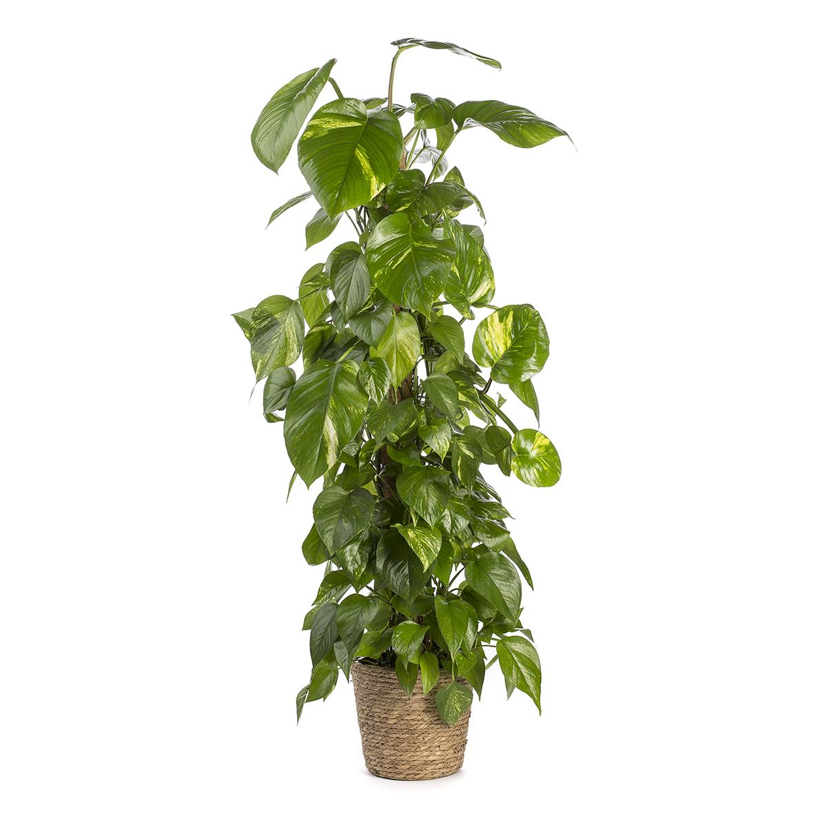 Epipremnum aureum of Poto