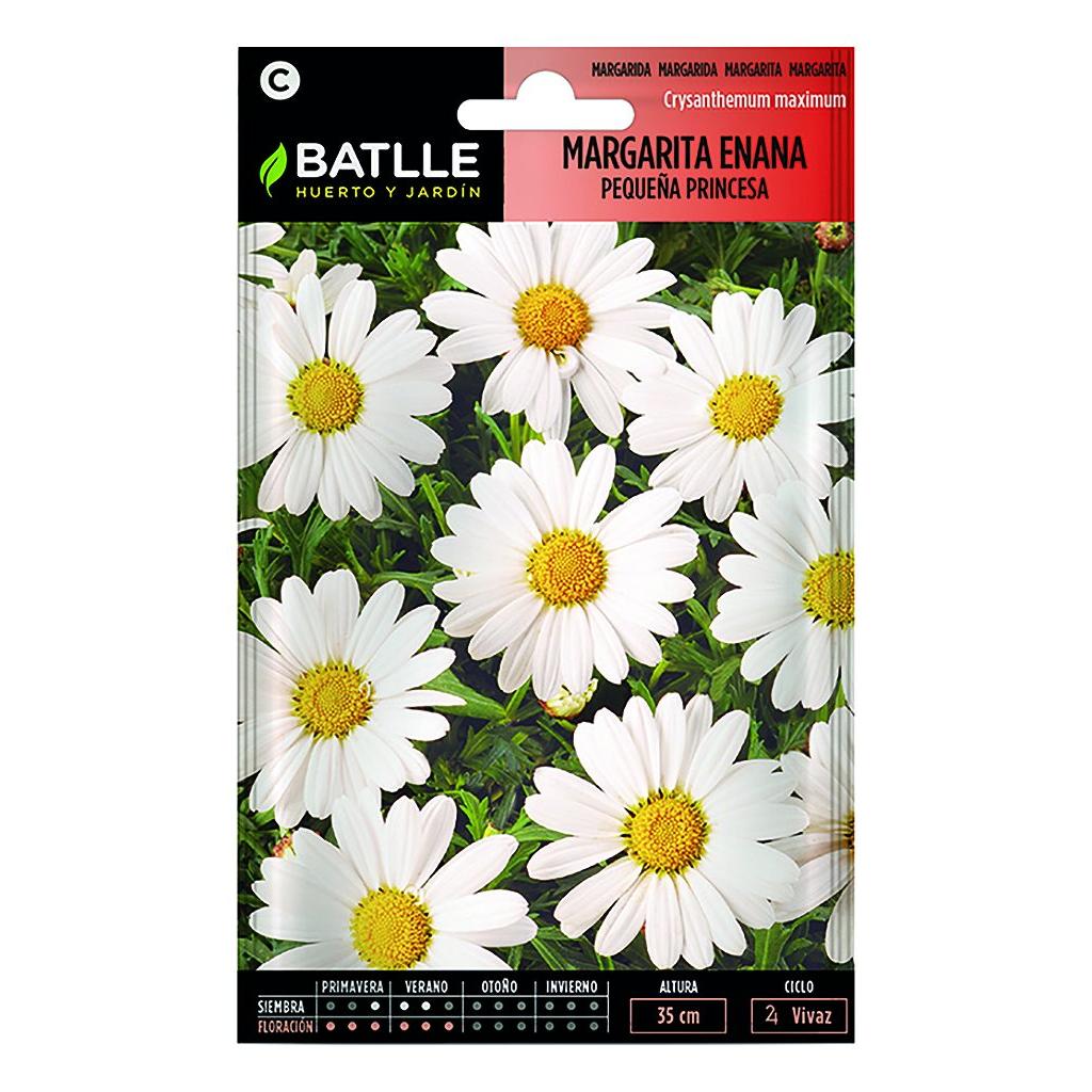 Frön av dvärgprinsessamargerita Batlle
