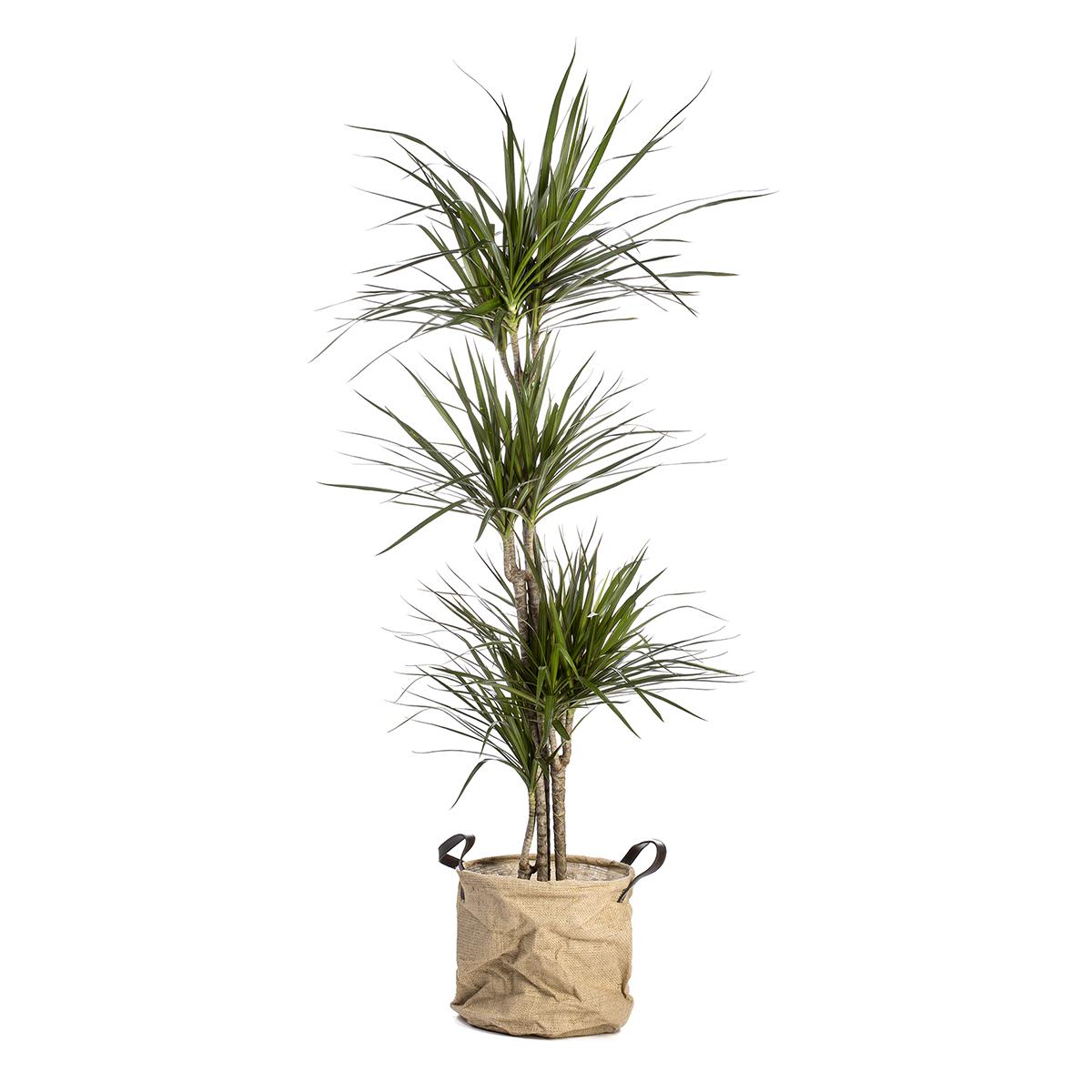 Dracena marginata 150-170