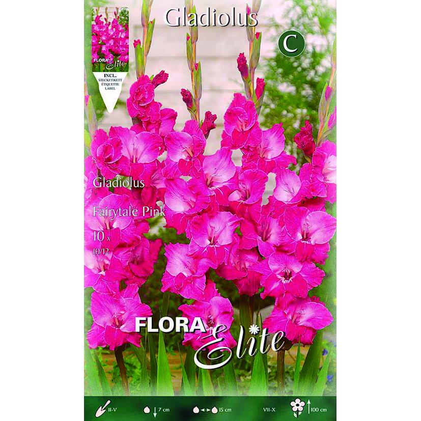 Electric Fuchsia Gladiolus Bulbs 10 pcs