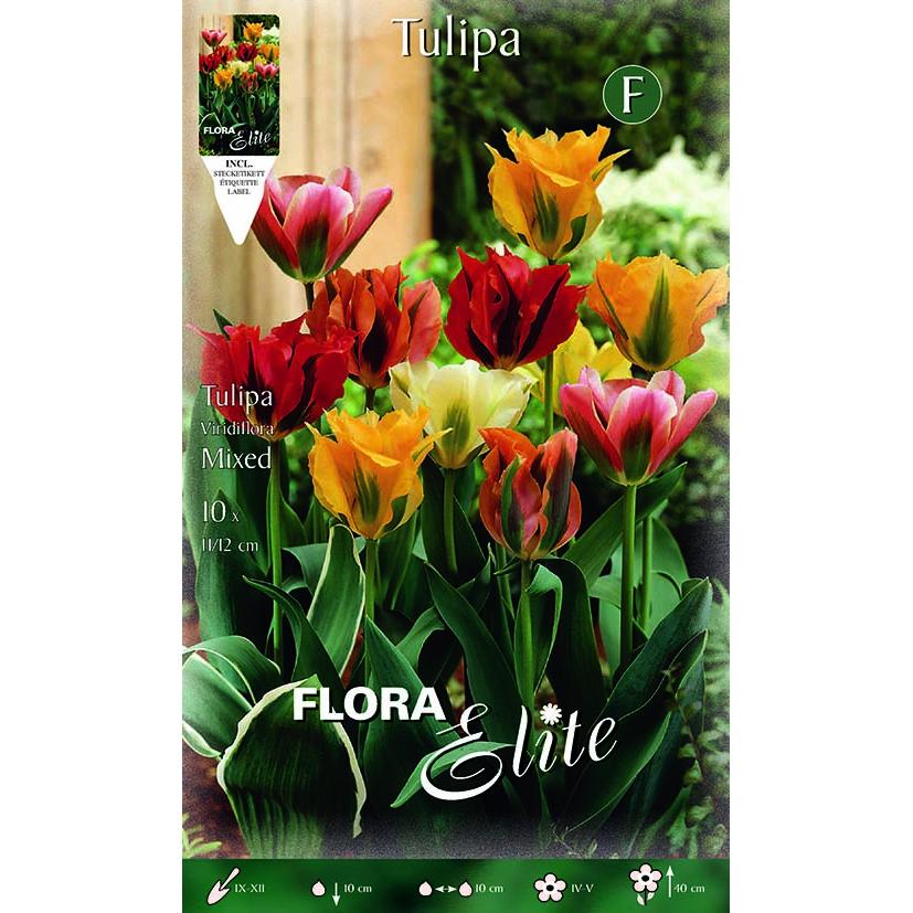 Tulpenzwiebeln Viridiflora-Mischung 7 Stück