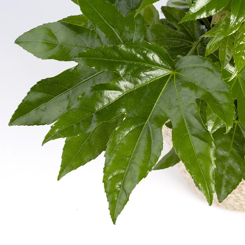 Fatsia japonica lub Aralia - Wysokość 30-50 cm