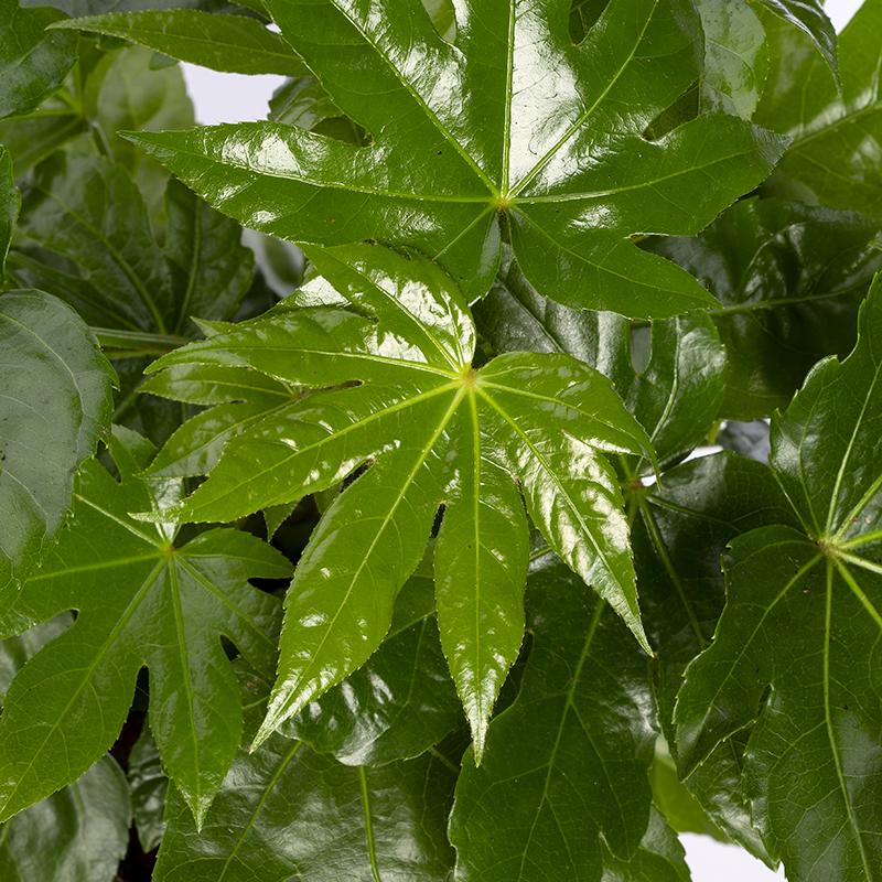 Fatsia japonica lub Aralia - Wysokość 30-50 cm