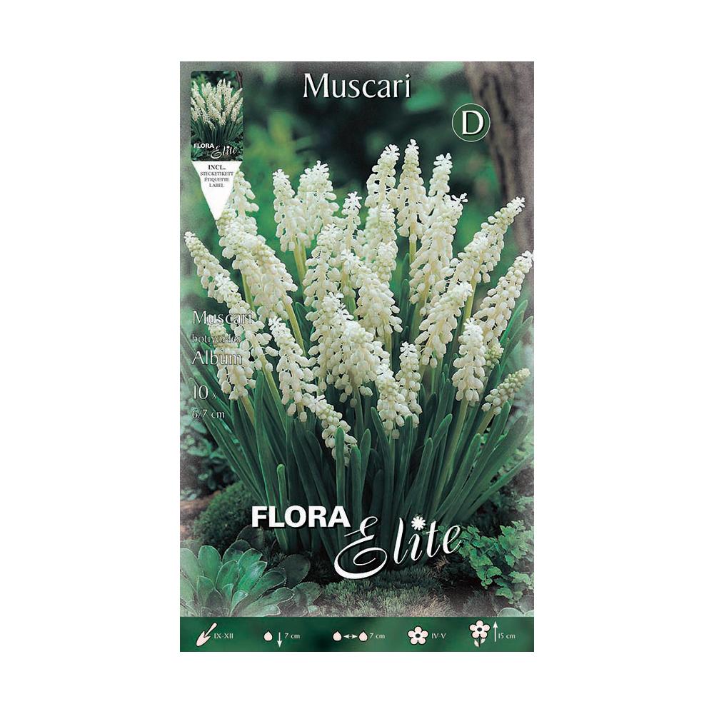 Bulbes Muscaris blancs 10 unités