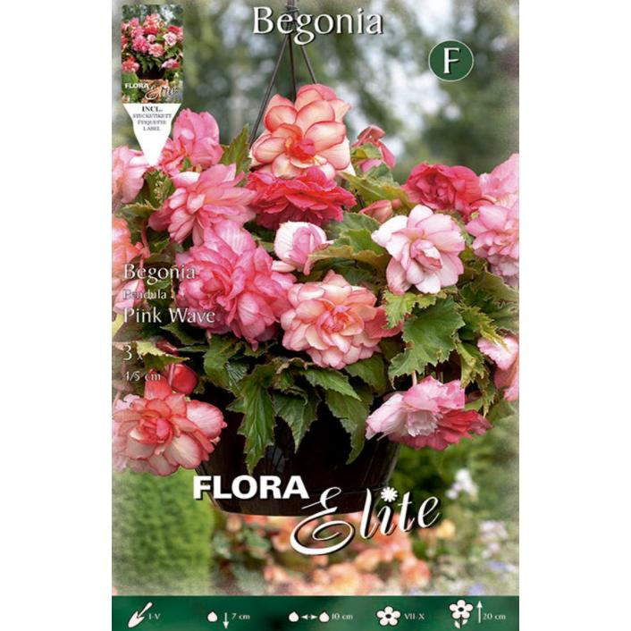 Hybrid Begonia Bulb Pink Button 3 pcs