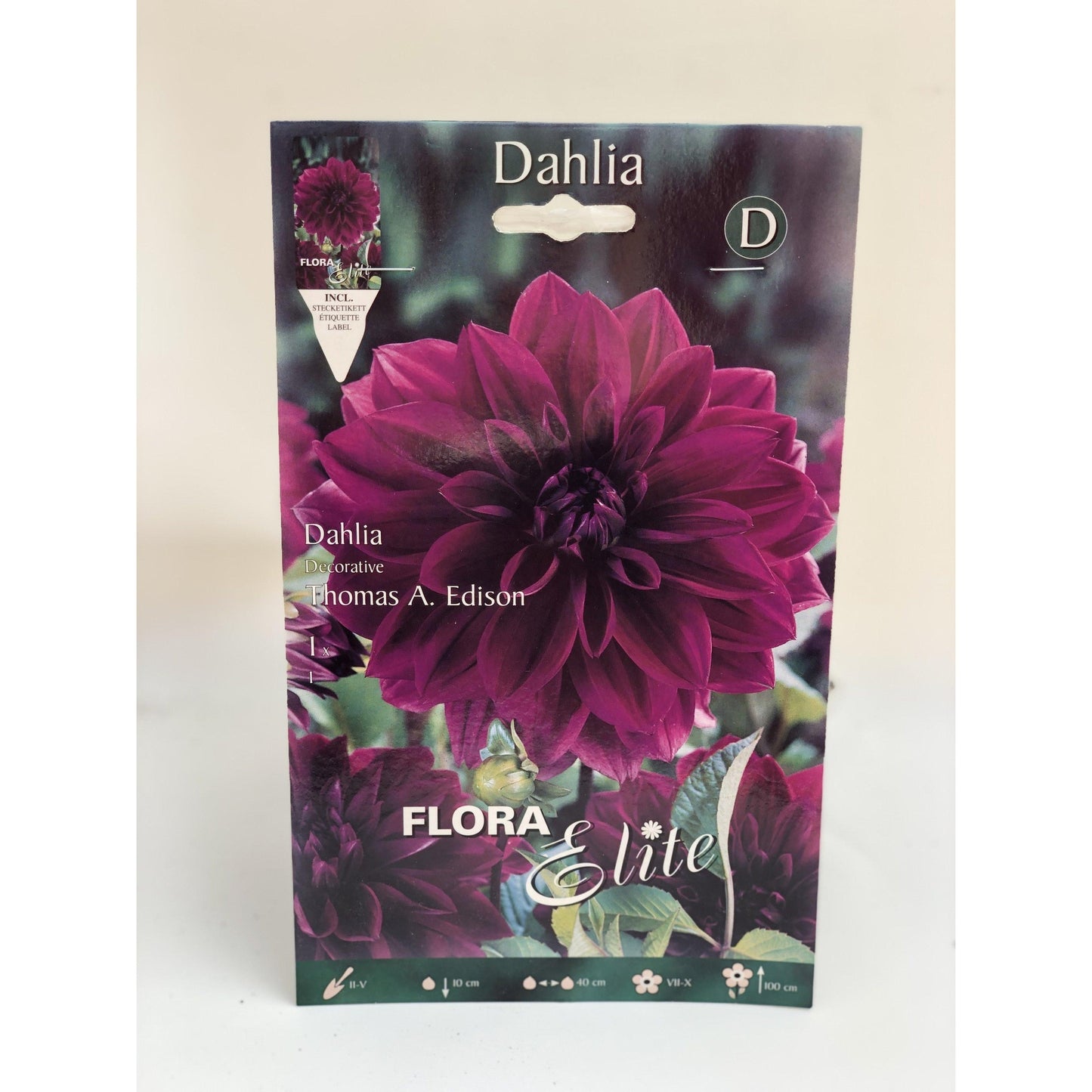 Cebulka dalia ozdobna niebiesko-fioletowa 1 szt.