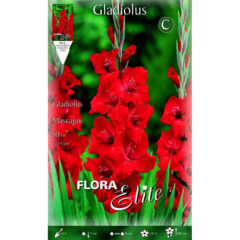 Knollen Gladiolen, leuchtend rot, 10 Stück