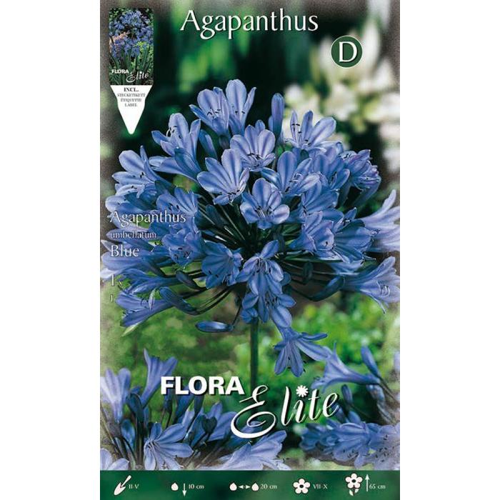 Bulbe d'agapanthe bleue 1 unité