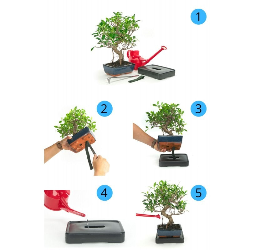 Self-watering system for bonsai trees 15 cm