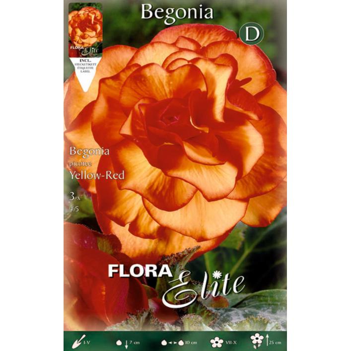 Double Picotte Begonia Bulbs, 3 pcs