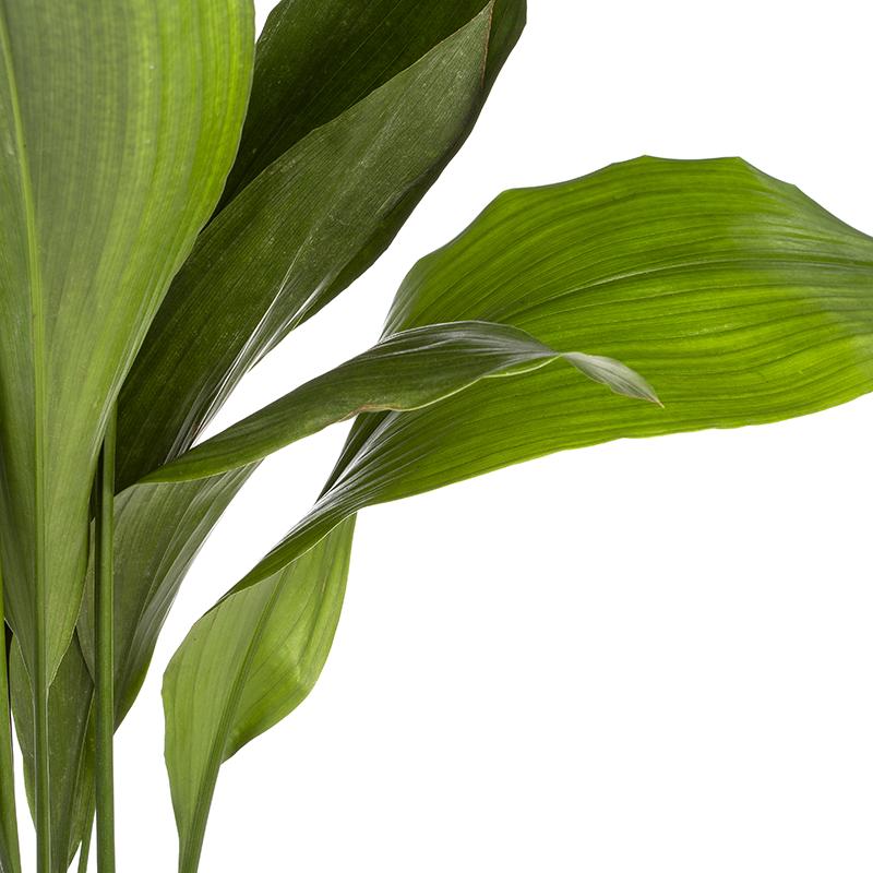 Aspidistra elatior or Donkey's Ears - Height 90-110 cm
