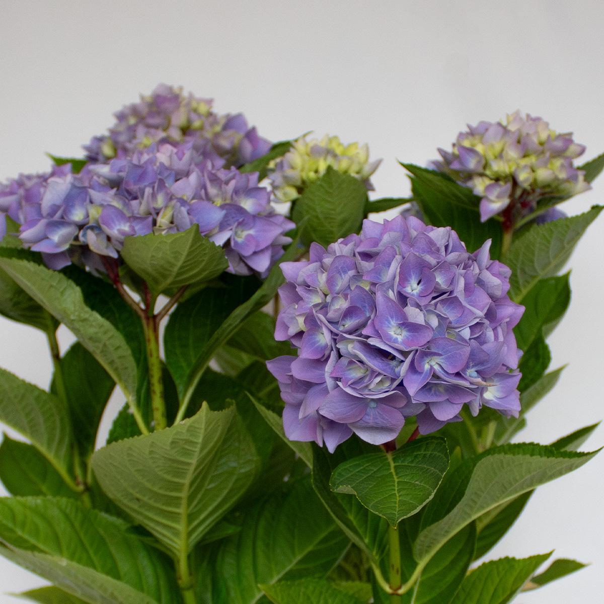 Hortensia bleu 50-60 cm