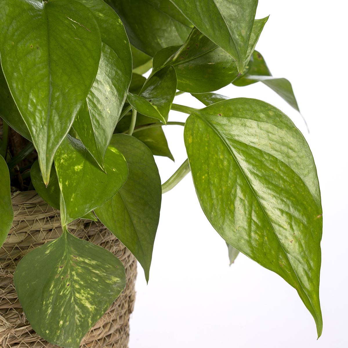 Epipremnum aureum of Poto