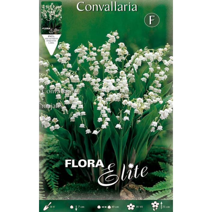 Convallaria Muguet Bulbs 10 pcs