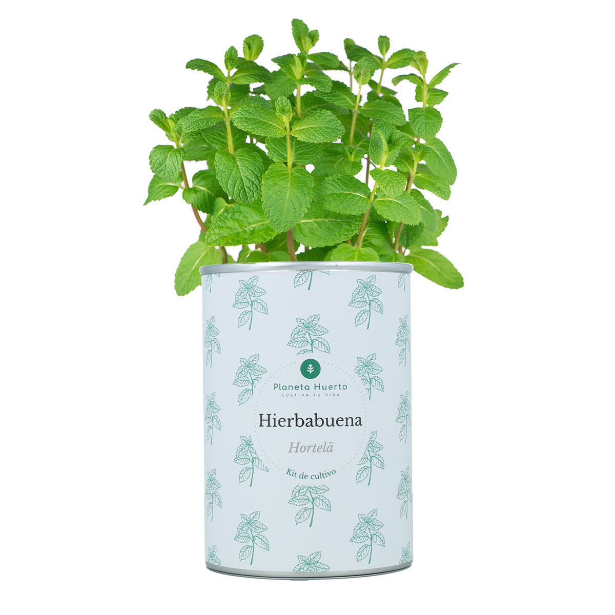 Aromatische kweeksets Kistpakket Planeta Huerto