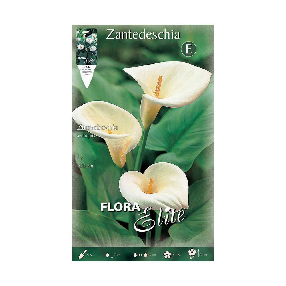 Bulbo de Calla aethiopica blanca 1 ud