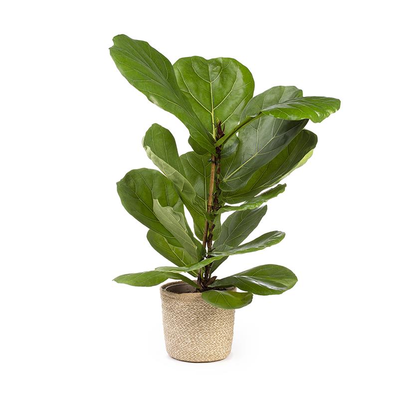 Ficus Lyrata 100-120