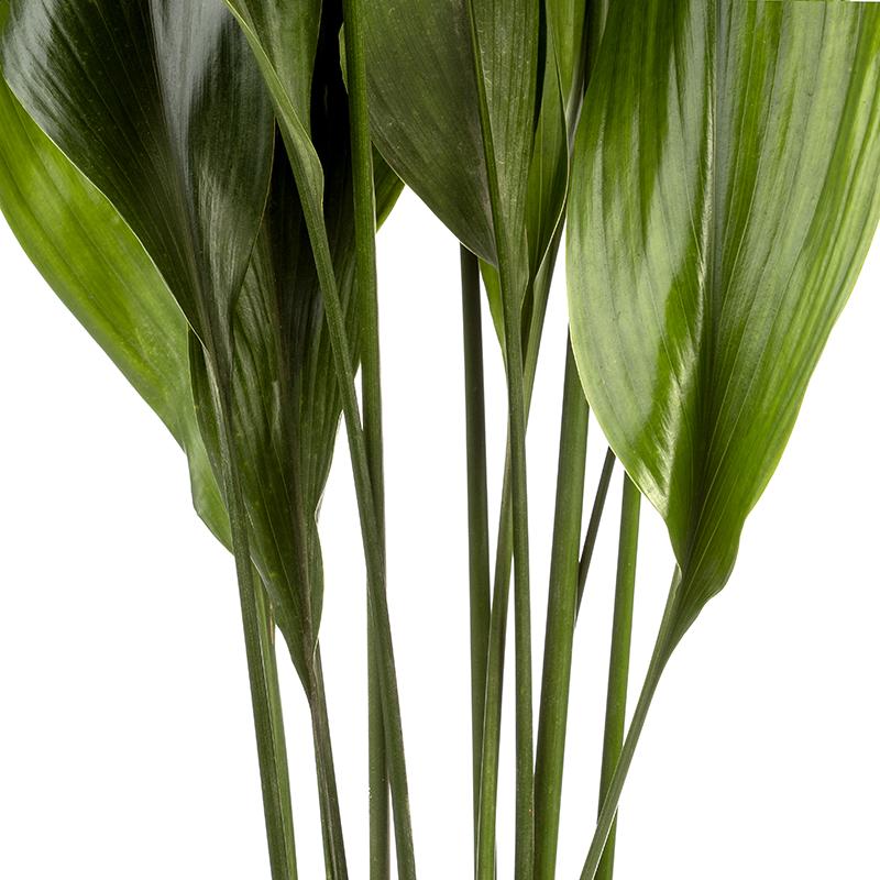 Aspidistra elatior or Donkey's Ears - Height 90-110 cm