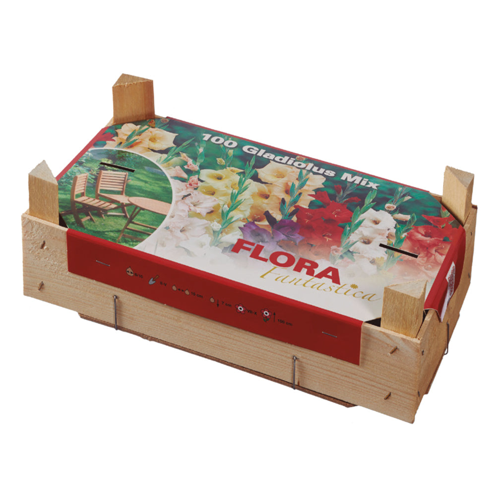 Doos gladiolen 100 stuks
