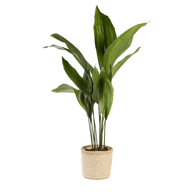 Aspidistra elatior or Donkey's Ears - Height 90-110 cm