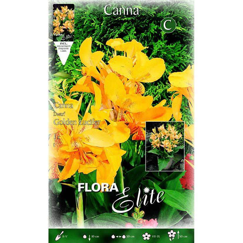 Yellow Canna Bulb, Orange Motif, Green Leaf, 1 Unit