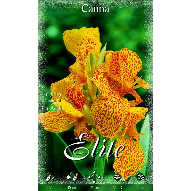 Canna orange bulb with green leaves 1 unit