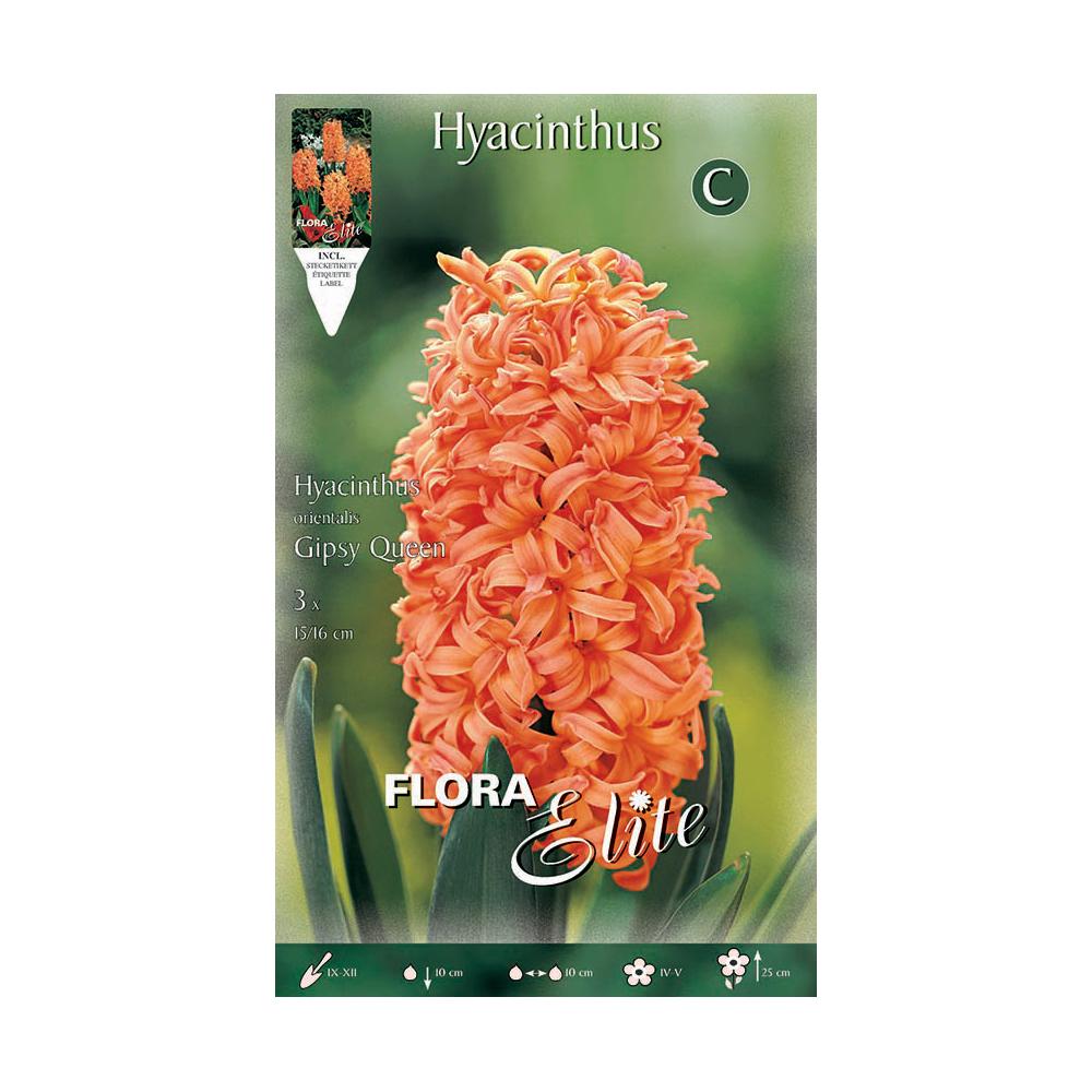 Bulbes de jacinthe orange 3 unités