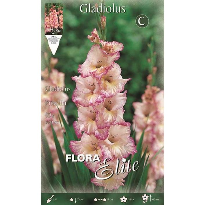 Bulbe de glaïeul blanc strié de rose 10 unités