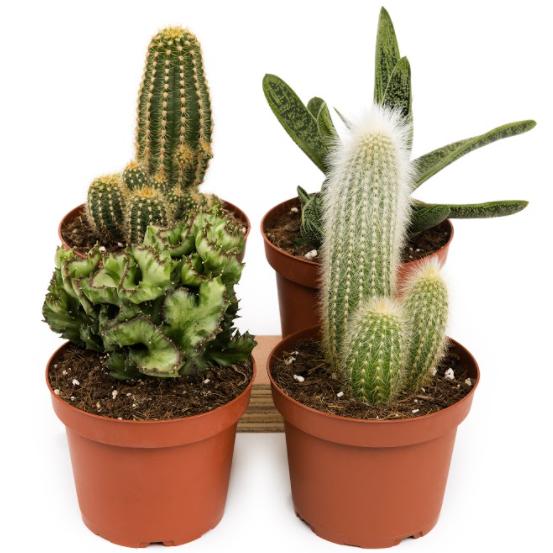 Unità cactus 8,5 cm