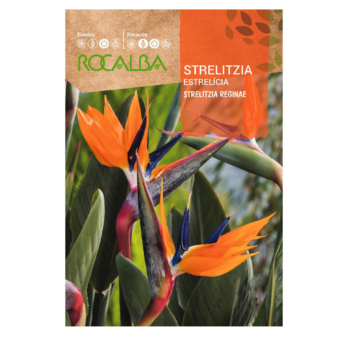Strelitzia-frön, Rocalba