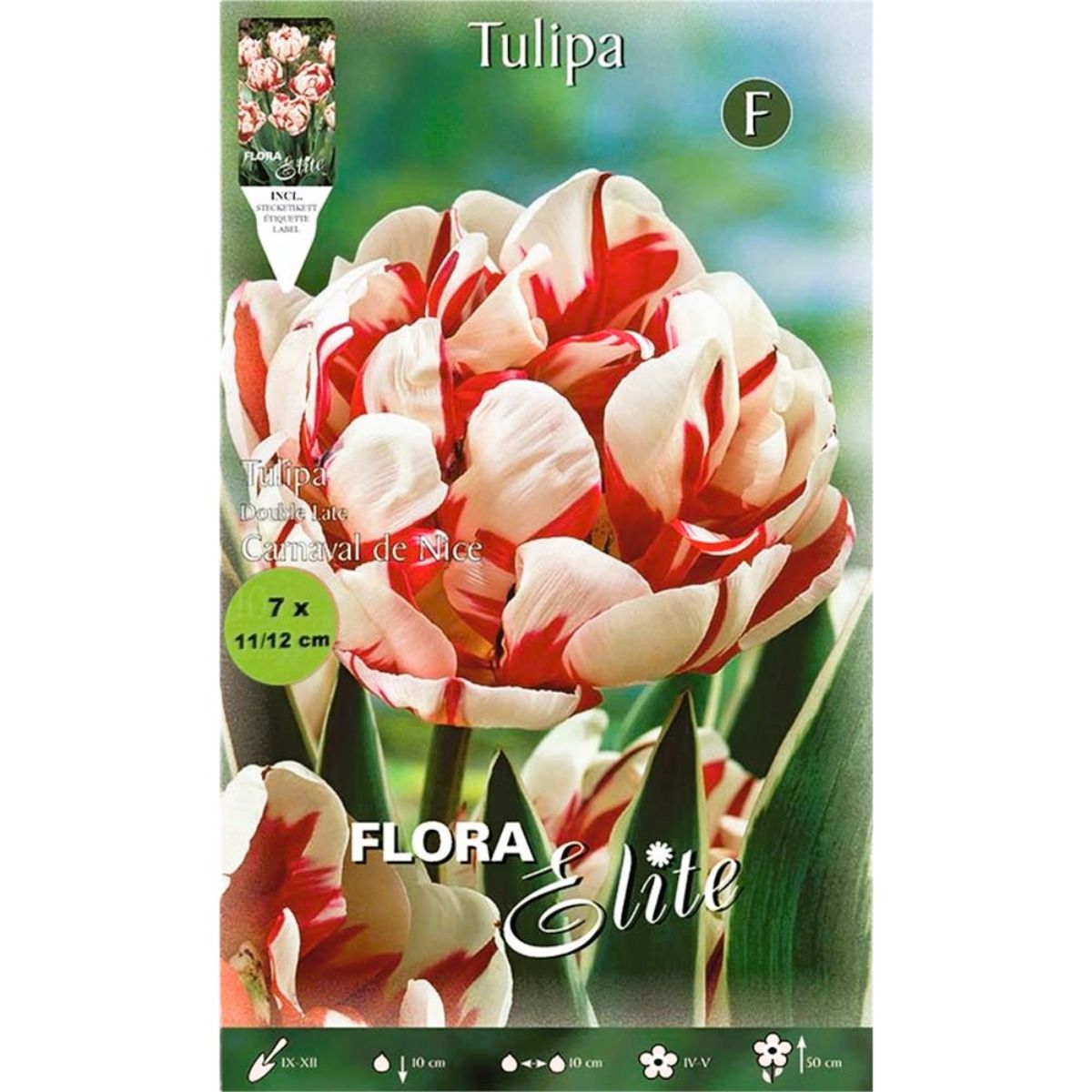 White and red tulip bulbs, 7 pcs