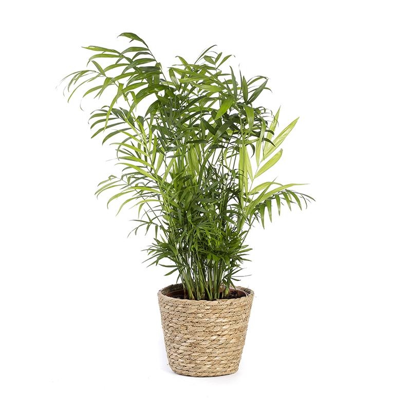 Chamaedorea Elegans o palma da salotto - Altezza 40-50 cm