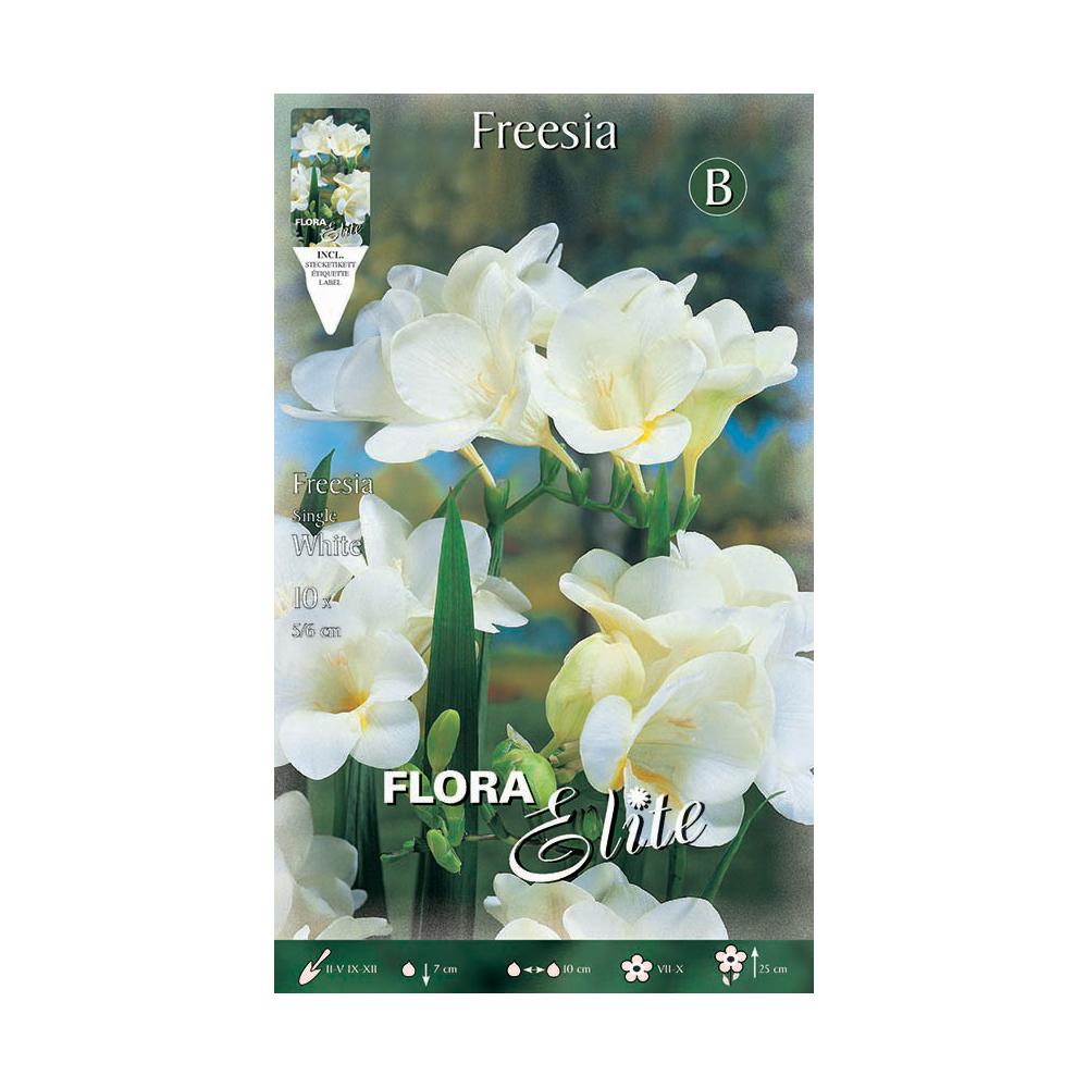 Bulbes de freesia blanc simple 10 unités