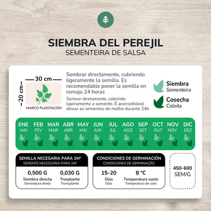 Semillas de Perejil común hoja lisa ecológicas Planeta Huerto