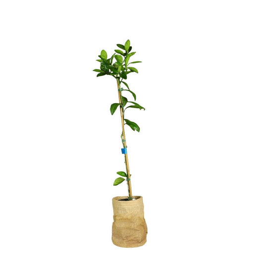 Lime - Citrus spp 100 - 120 cm