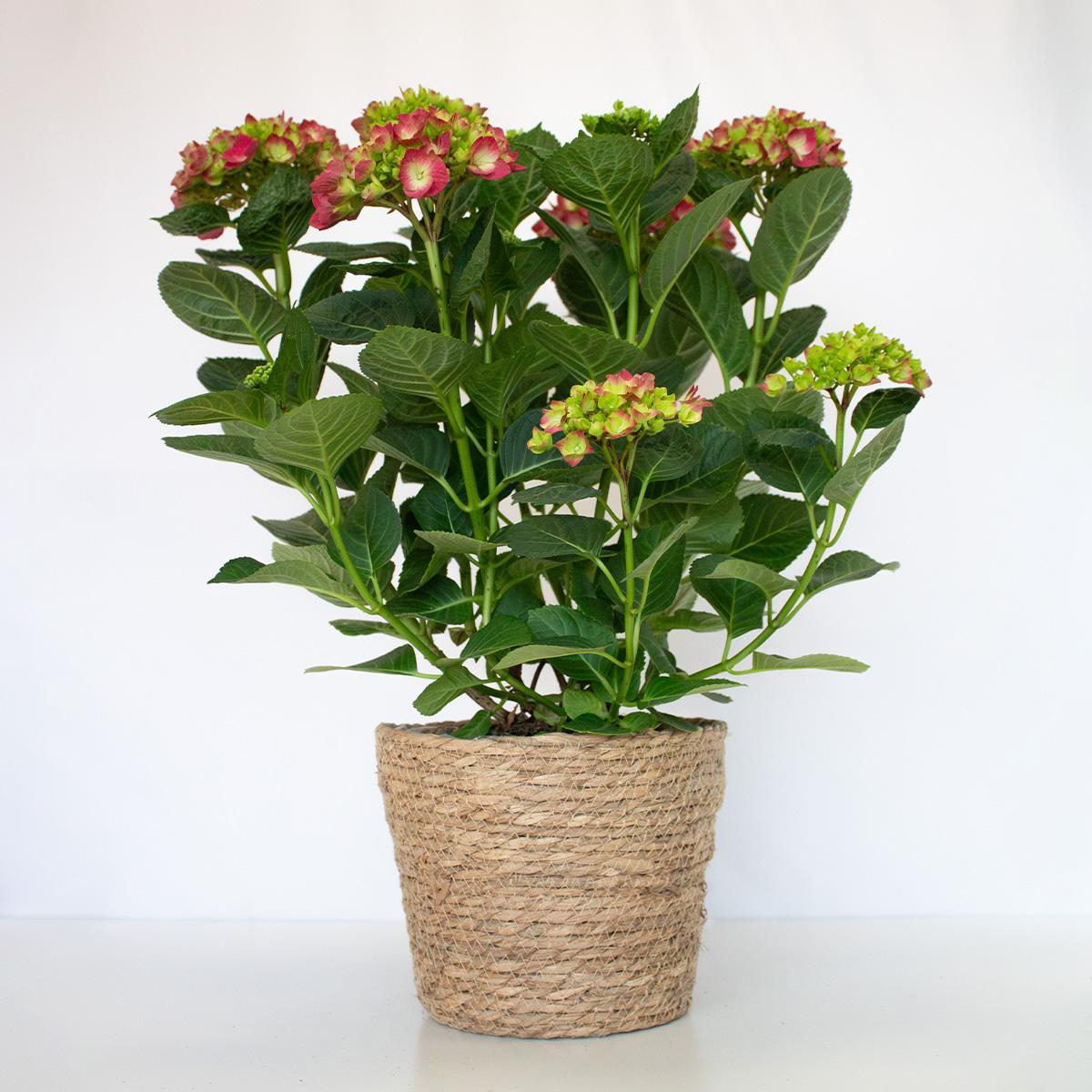 Ortensia fucsia 50-60 cm