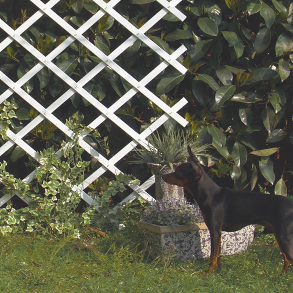 Trelliflex Nortene Extendable PVC Netting 0.5x1.5 m white