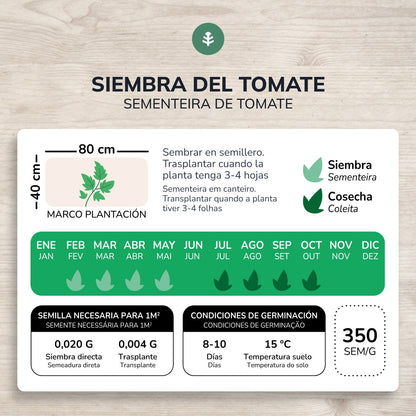 Semillas de Tomate marmande Raf ecológicas Planeta Huerto