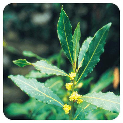 Olejek eteryczny Laurel Pranarôm 5 ml