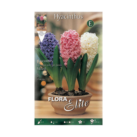 Hyacintenbollen mix Indoor 3 stuks